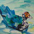 Muscovy